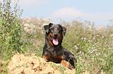 BEAUCERON - PUPPIES 055